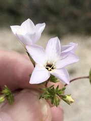 Leptosiphon chrysanthus decorus