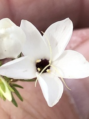 Leptosiphon chrysanthus decorus
