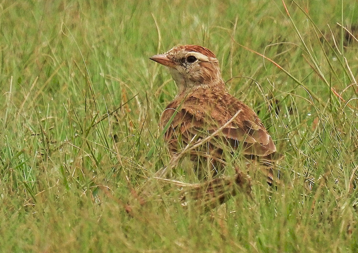 Red-capped Lark (Calandrella cinerea), photo 5