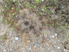 Cylindropuntia cedrosensis