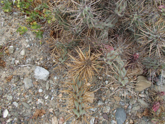 Cylindropuntia cedrosensis