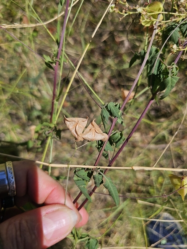 Lesser Balloon Vine