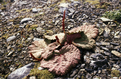 (c) Oleg Kosterin, some rights reserved (CC BY) Rheum spiciforme, photograph (c) Oleg Kosterin, some rights reserved (CC BY)