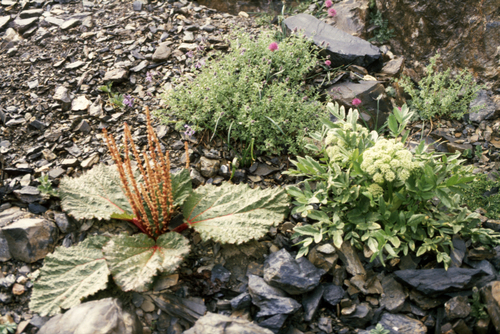 Rheum spiciforme, photograph 3