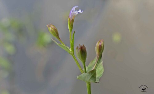 Brittle False Pimpernel