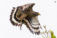 Crested Serpent Eagle photo 2