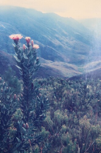 Protea lacticolor, photograph 5