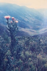 Protea lacticolor, photograph author not stated, no rights reserved