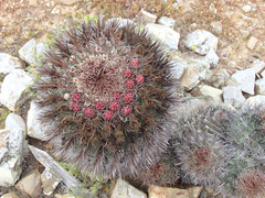 Ferocactus chrysacanthus