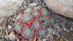Mammillaria prolifera