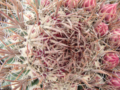 Ferocactus chrysacanthus