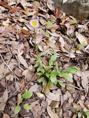 Erigeron tenuis