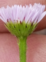 Erigeron tenuis
