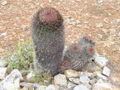 Ferocactus chrysacanthus