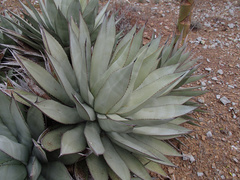 Agave sebastiana