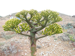 Agave sebastiana