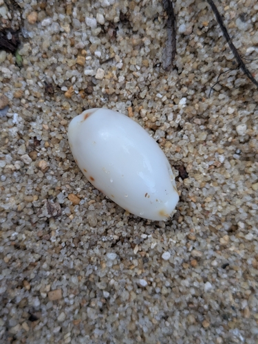 Cypraea punctata observed 2026-04-12
