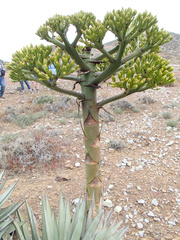 Agave sebastiana