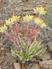 Dudleya linearis
