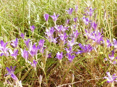 Brodiaea elegans hooveri