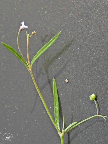 slender diamond flower