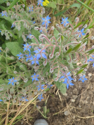 Borage