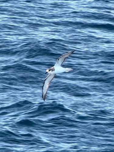 Masatierra Petrel (Pterodroma defilippiana), photo 8
