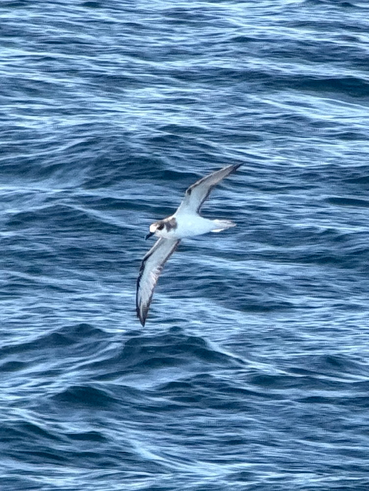 Masatierra Petrel (Pterodroma defilippiana), photo 8