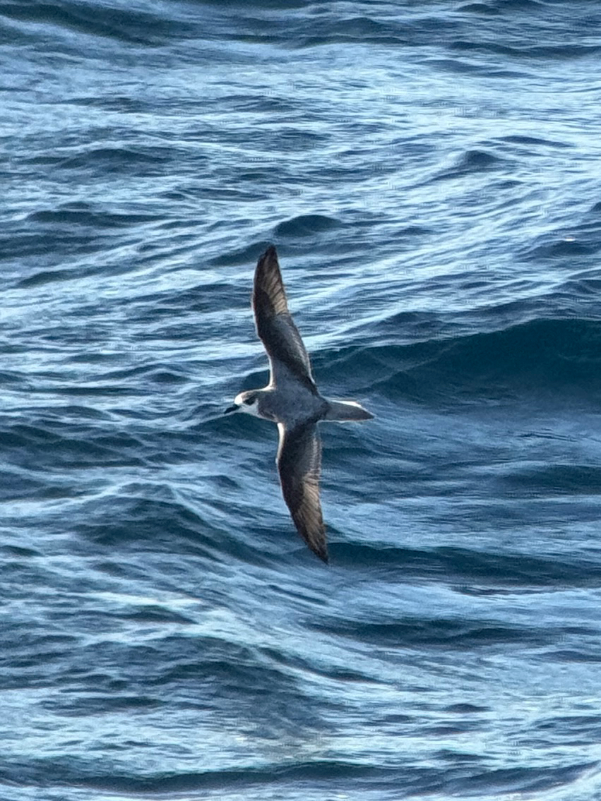 Masatierra Petrel (Pterodroma defilippiana), photo 9