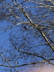 Corvus brachyrhynchos caurinus
