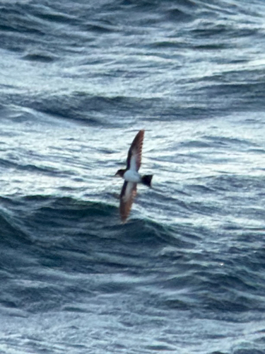 White-bellied Storm Petrel (Fregetta grallaria), photo 7