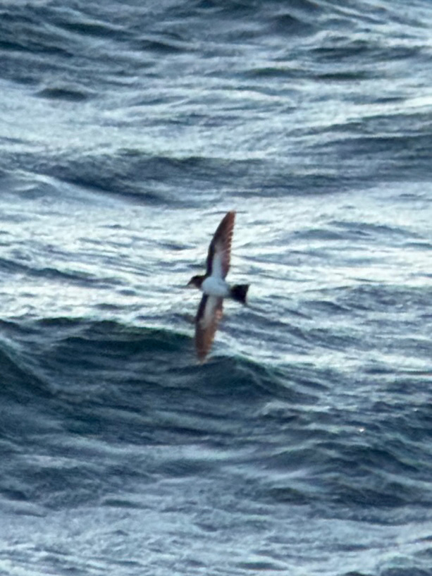White-bellied Storm Petrel (Fregetta grallaria), photo 7