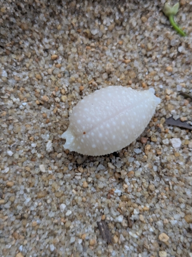 Cypraea nucleus observed 2026-04-12