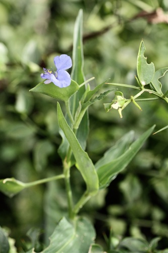 Annual Blue Dayflower (Commelina eckloniana)
