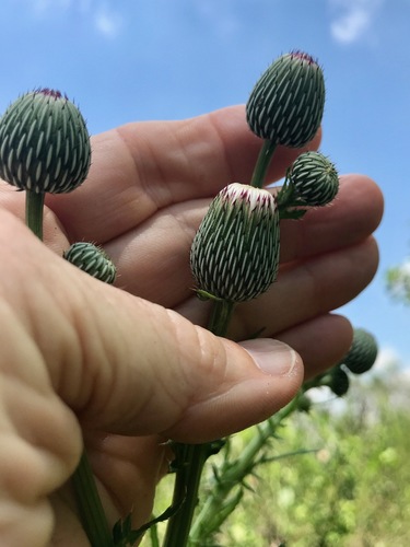Cirsium nuttalii image