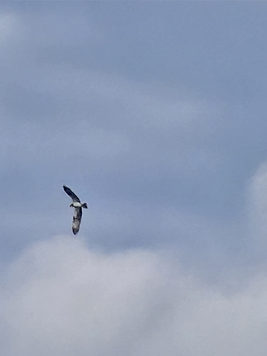 Osprey