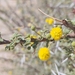 Acacia ehrenbergiana