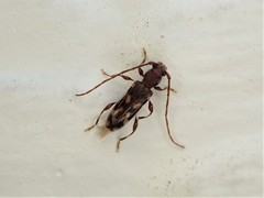 Bethelium signiferum