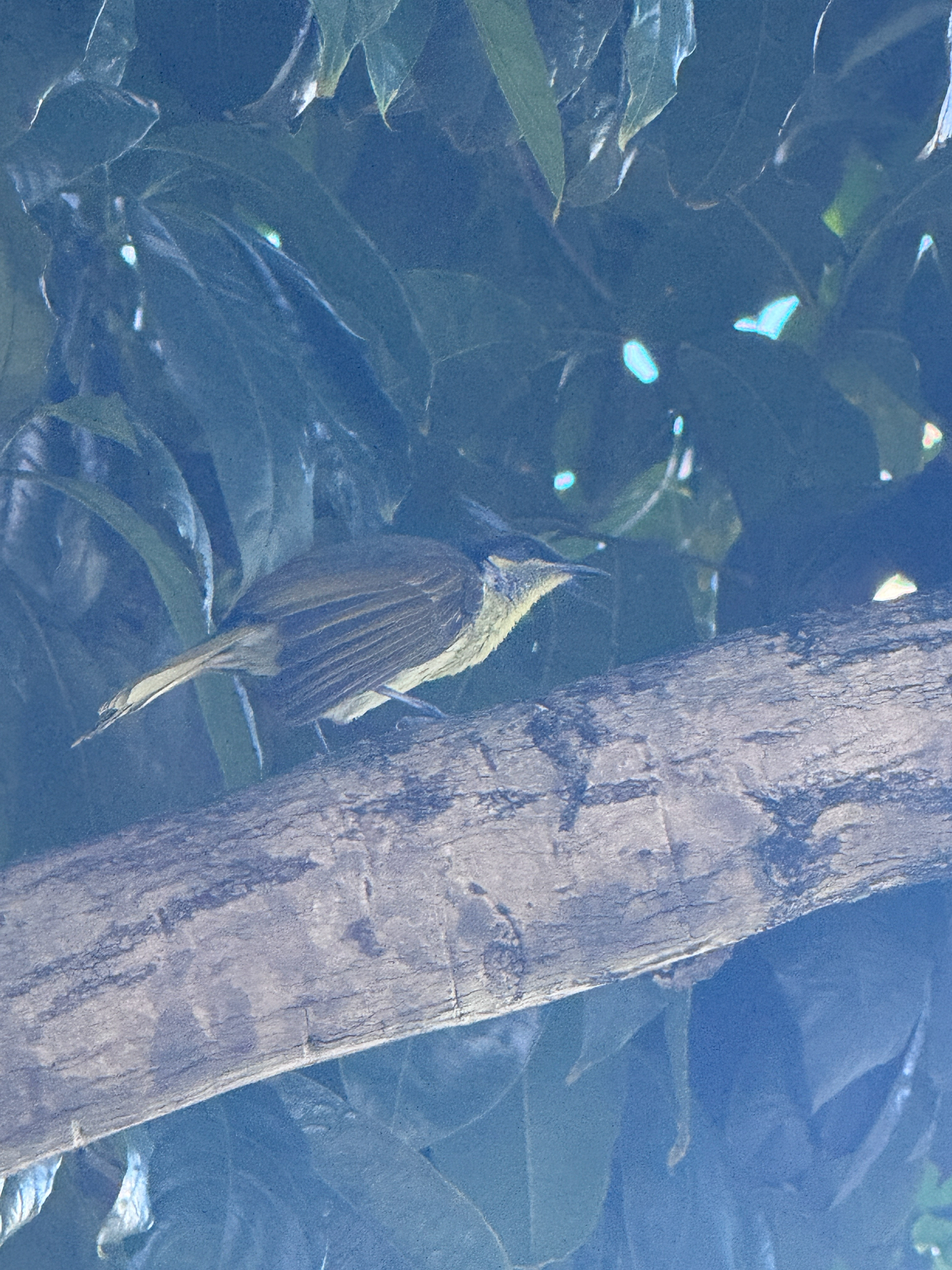 Varied Honeyeater (Gavicalis versicolor), photo 7
