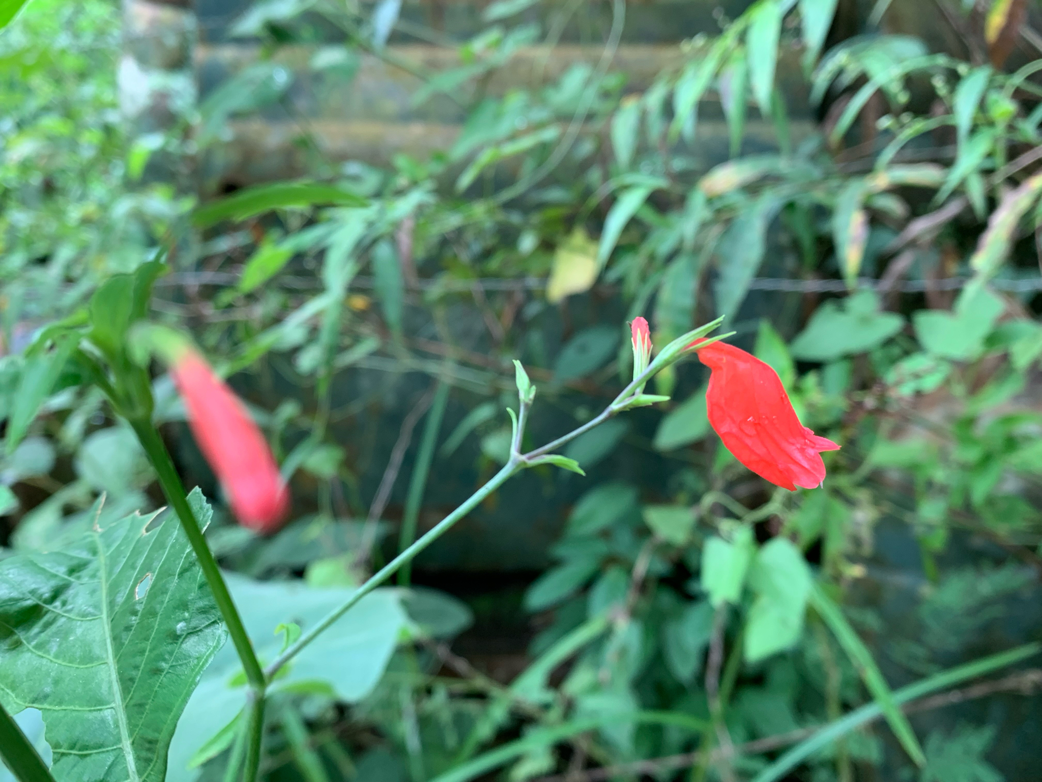 Ruellia brevifolia