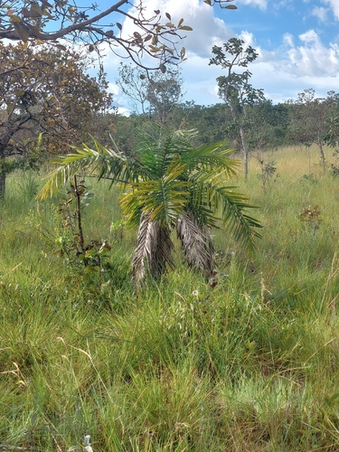 Syagrus comosa, photograph 6