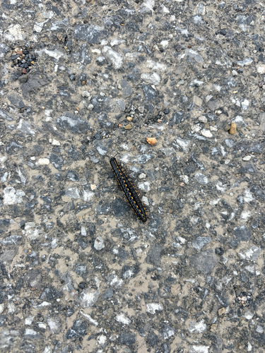 Orthomorphella pekuensis