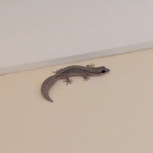 Reticulated Velvet Gecko, Hesperoedura reticulata
