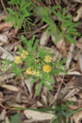 Vachellia schaffneri bravoensis