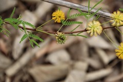 Vachellia schaffneri bravoensis