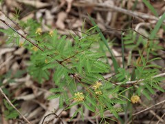 Vachellia schaffneri bravoensis