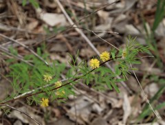 Vachellia schaffneri bravoensis