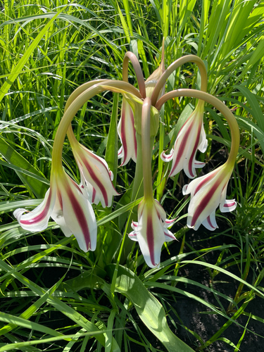 Crinum ornatum observed 2026-04-12