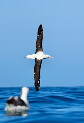 Northern Royal Albatross photo 5