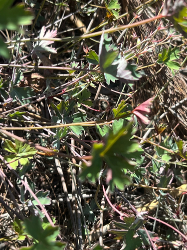 Gaping Storksbill (Pelargonium patulum)